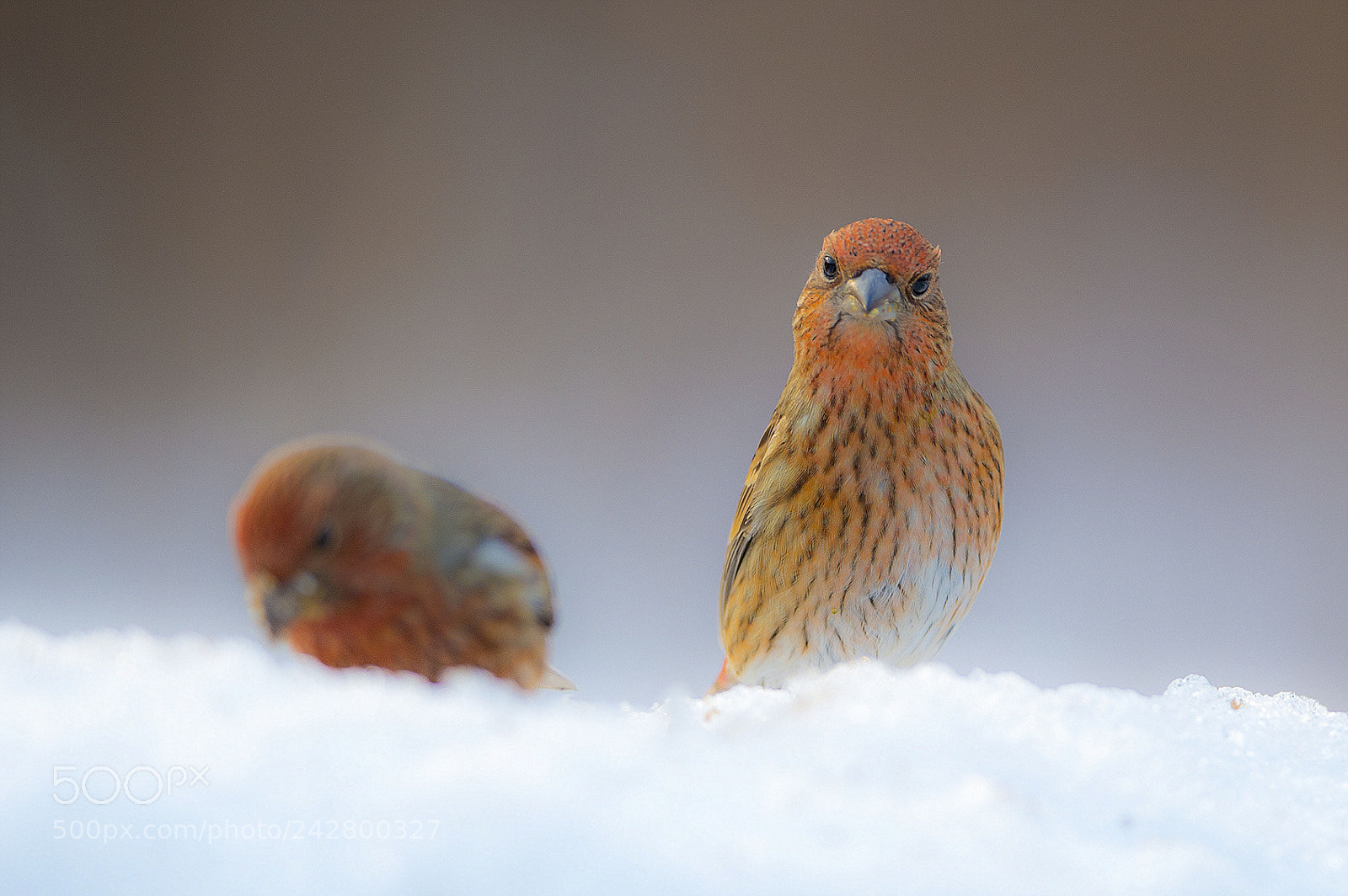Nikon D4 sample photo. A snowy kingdom  양진이 photography