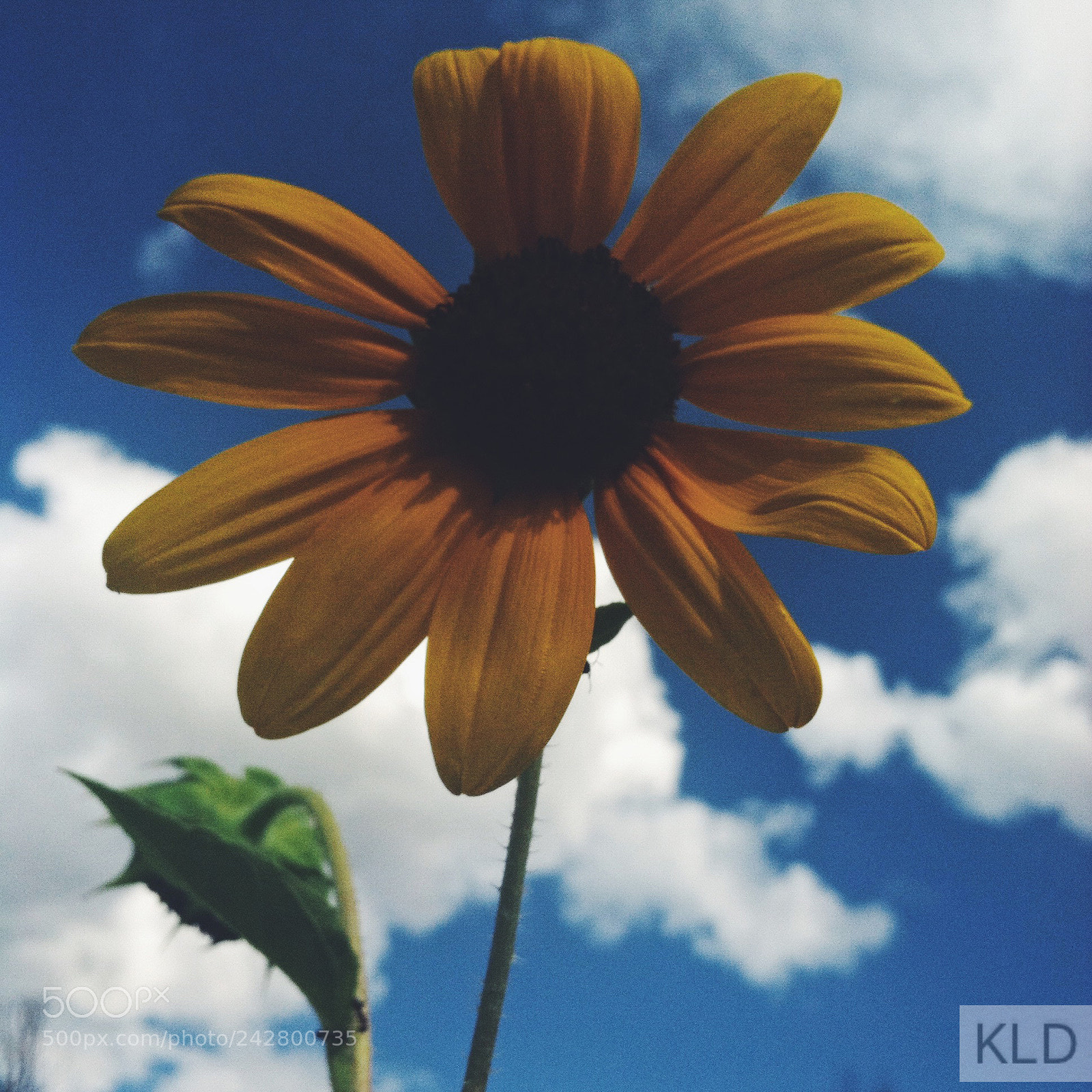 Apple iPhone 4 sample photo. Faded flower photography