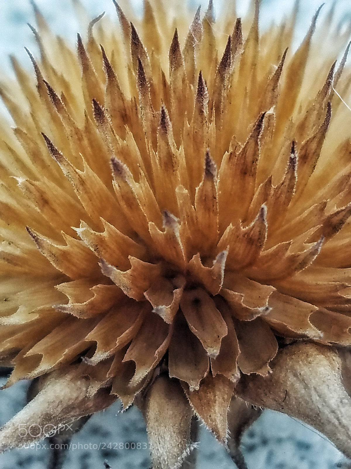 Samsung Galaxy S7 sample photo. Untitled photography