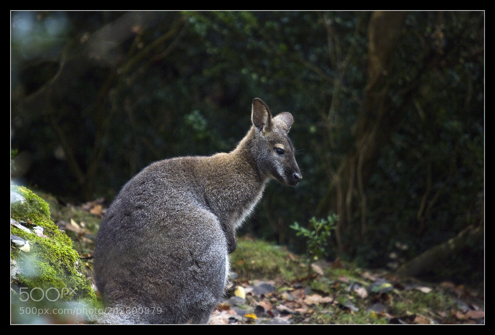 Pentax K20D sample photo. Wallaby photography