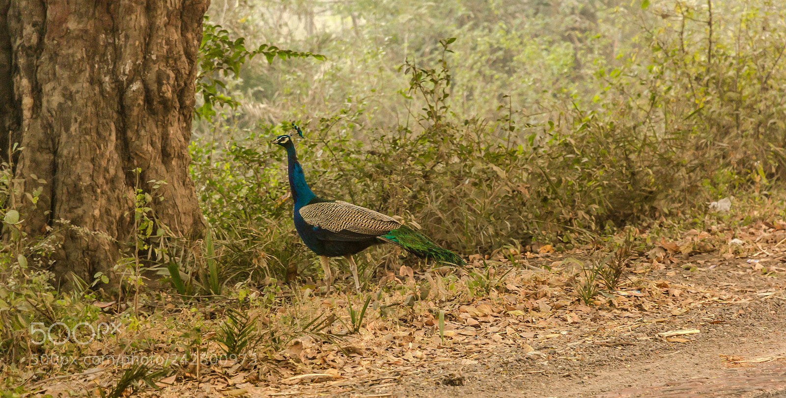 Canon EOS 60D sample photo. Peacock photography