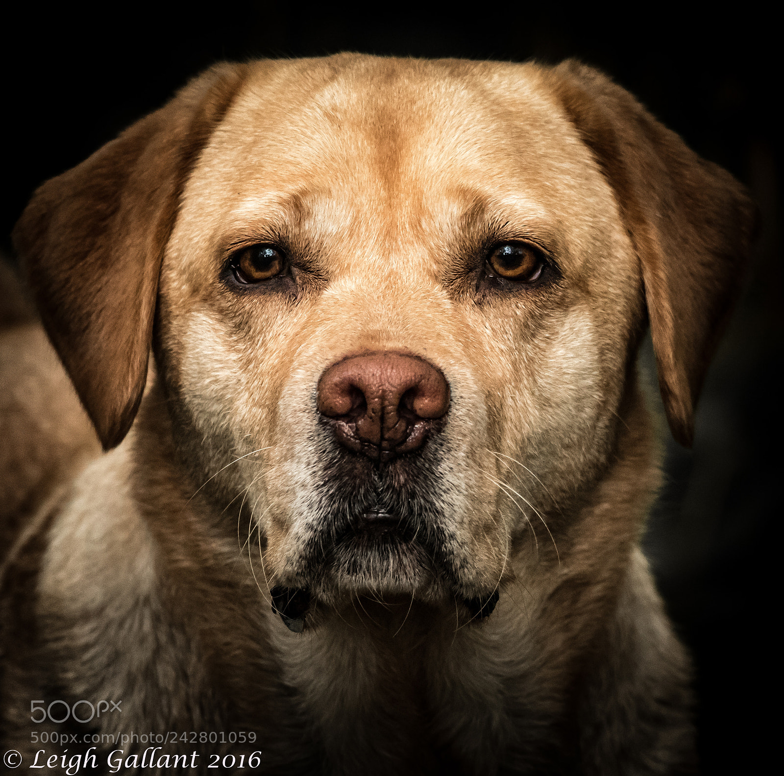 Canon EOS 7D Mark II sample photo. Opportunistic portrait photography