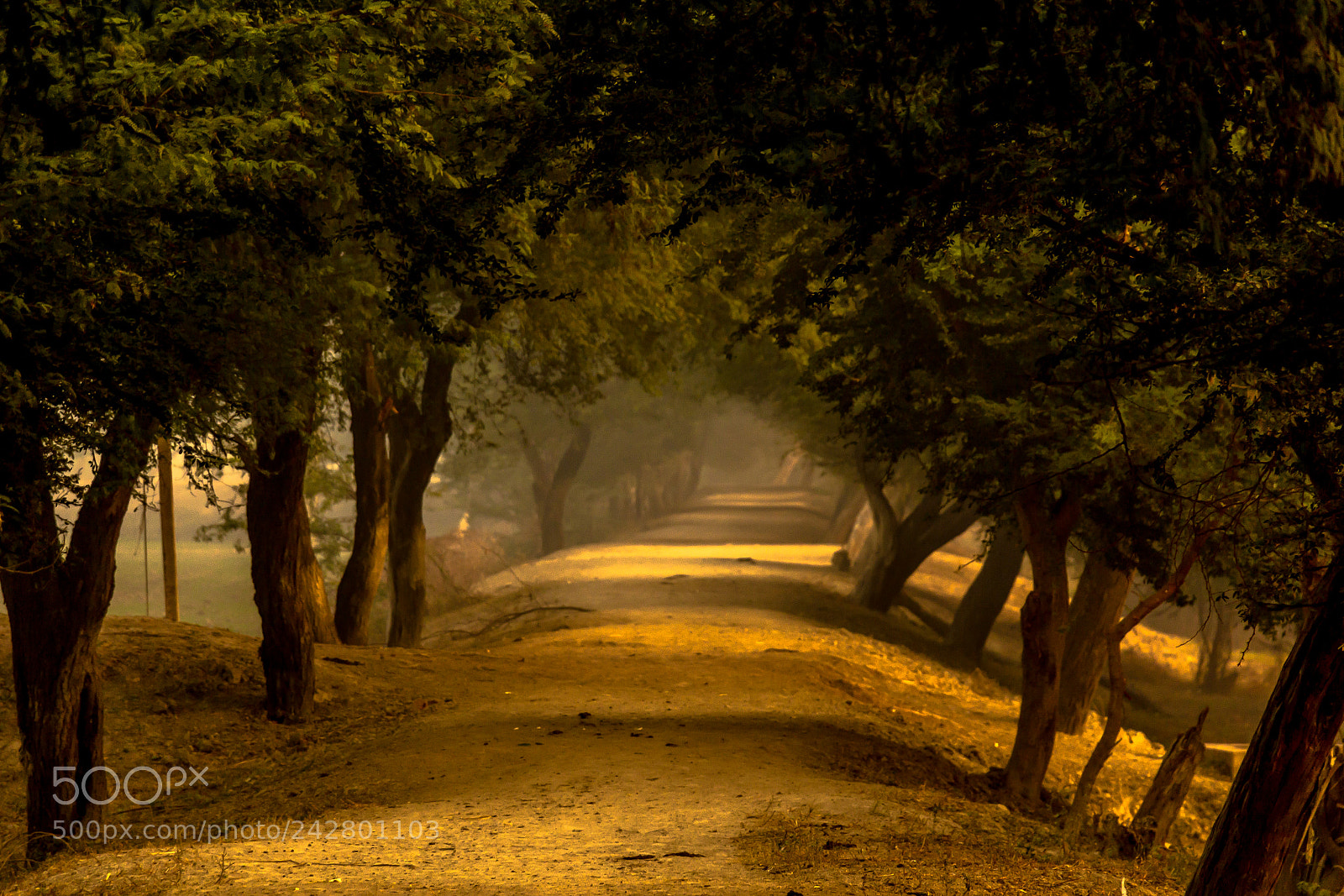 Canon EOS 60D sample photo. Morning mist photography