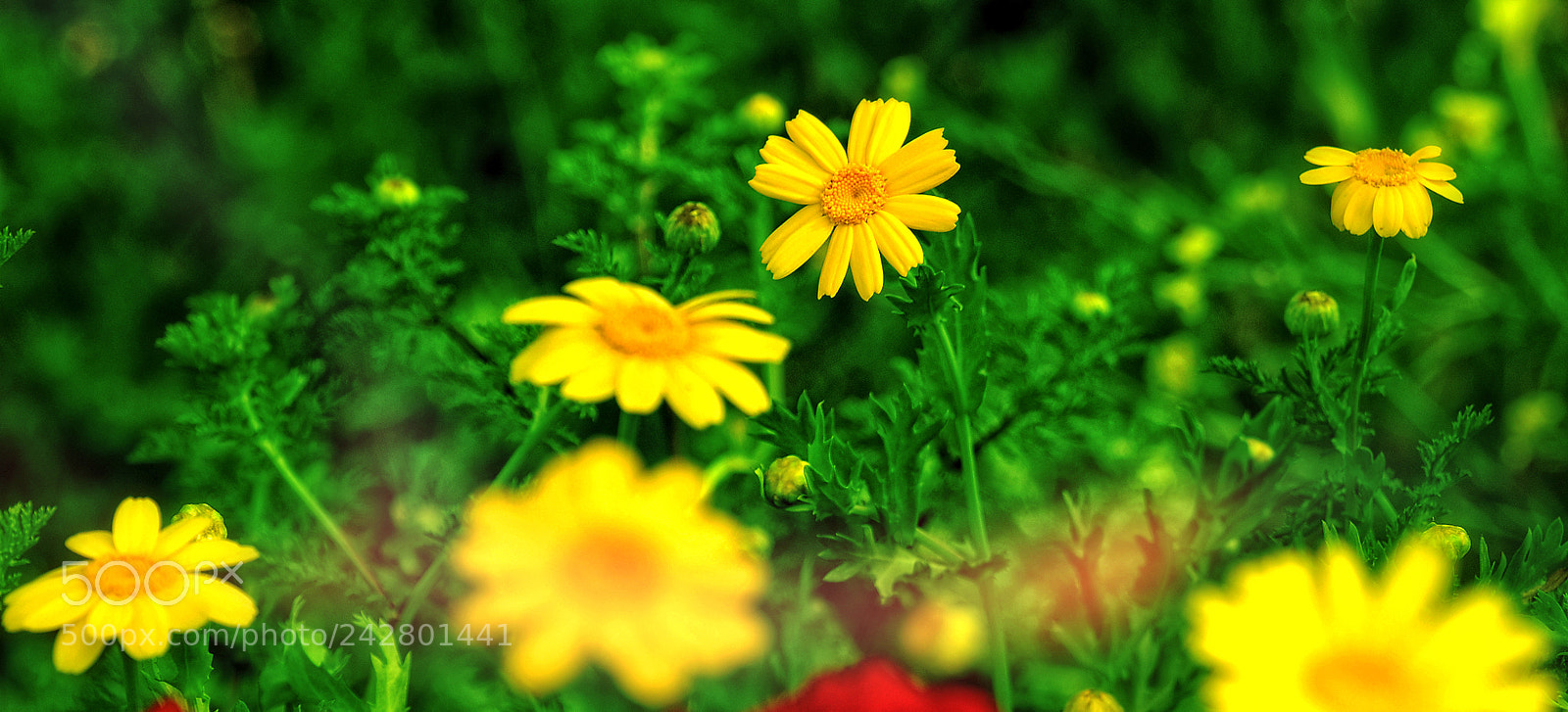 Nikon D300 sample photo. Flowers photography