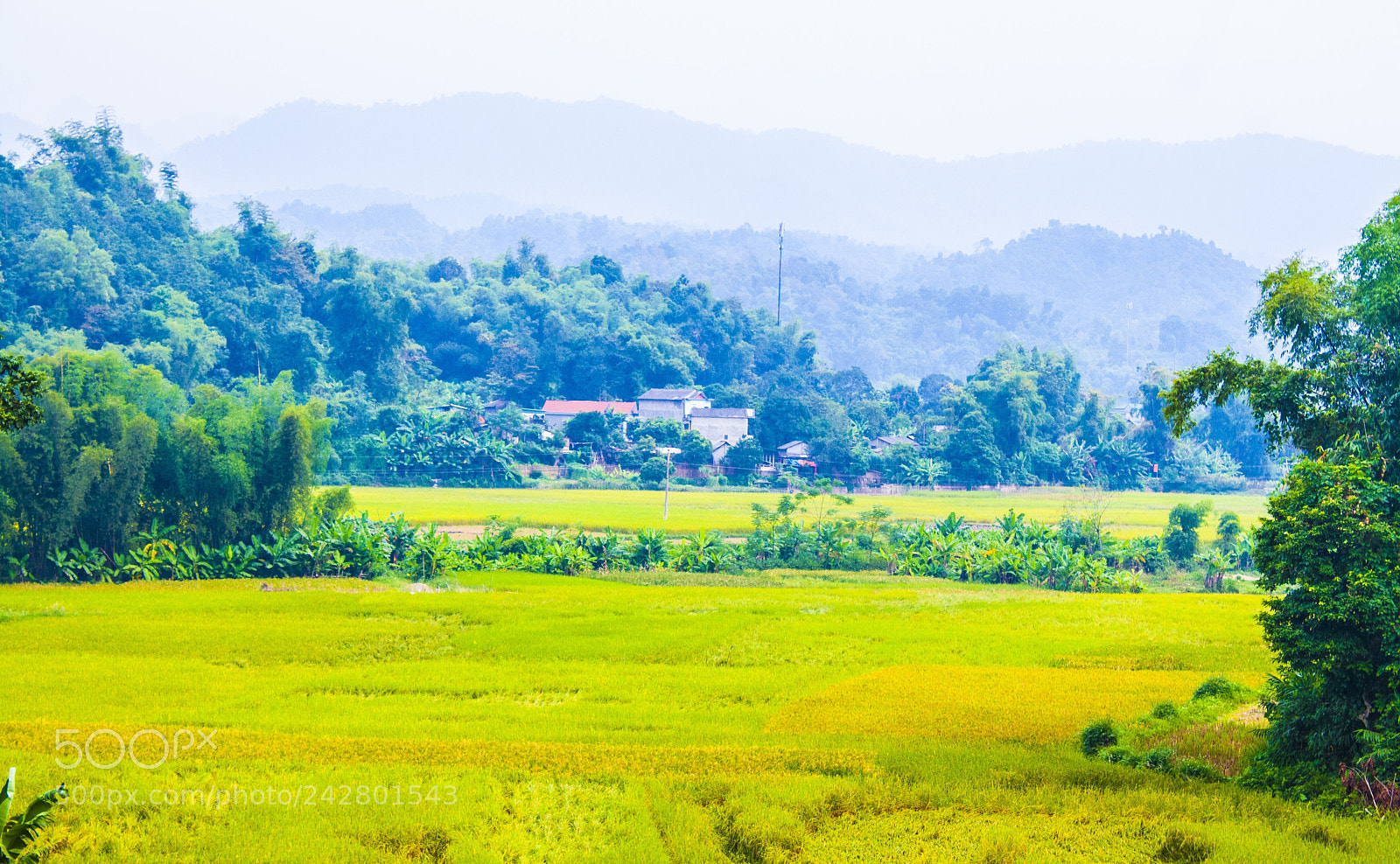 Canon EOS 400D (EOS Digital Rebel XTi / EOS Kiss Digital X) sample photo. Harvest rice field. photography