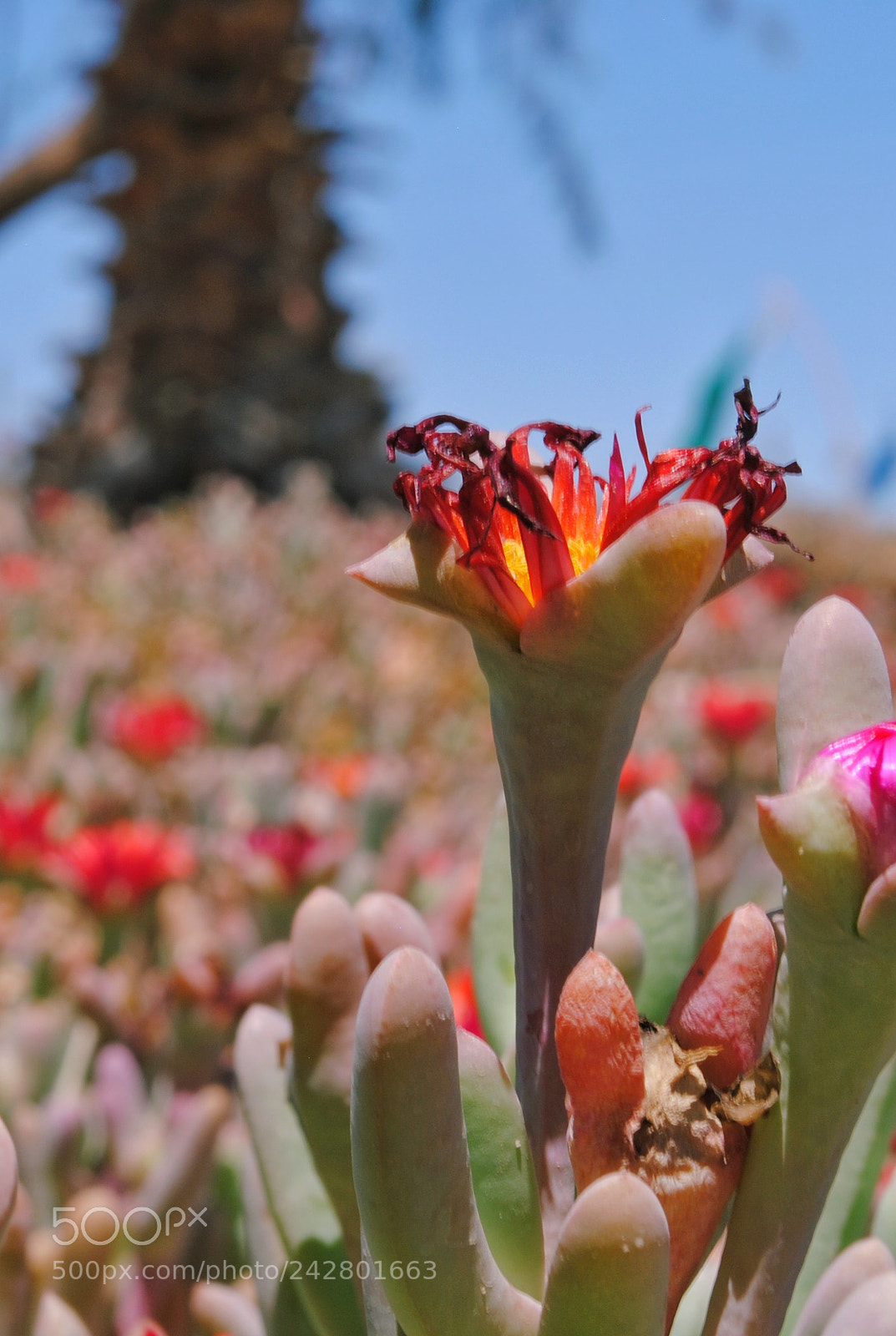 Nikon D3000 sample photo. Little flower photography