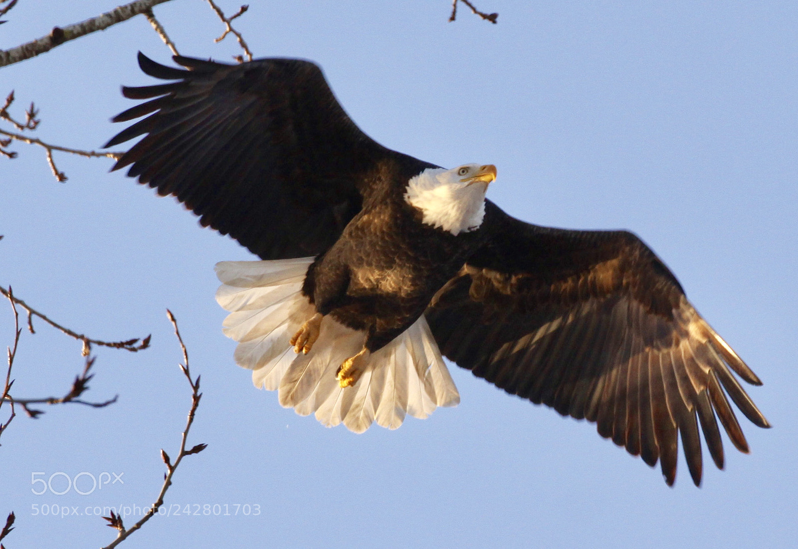 Canon EOS 50D sample photo. Where eagles dare. photography
