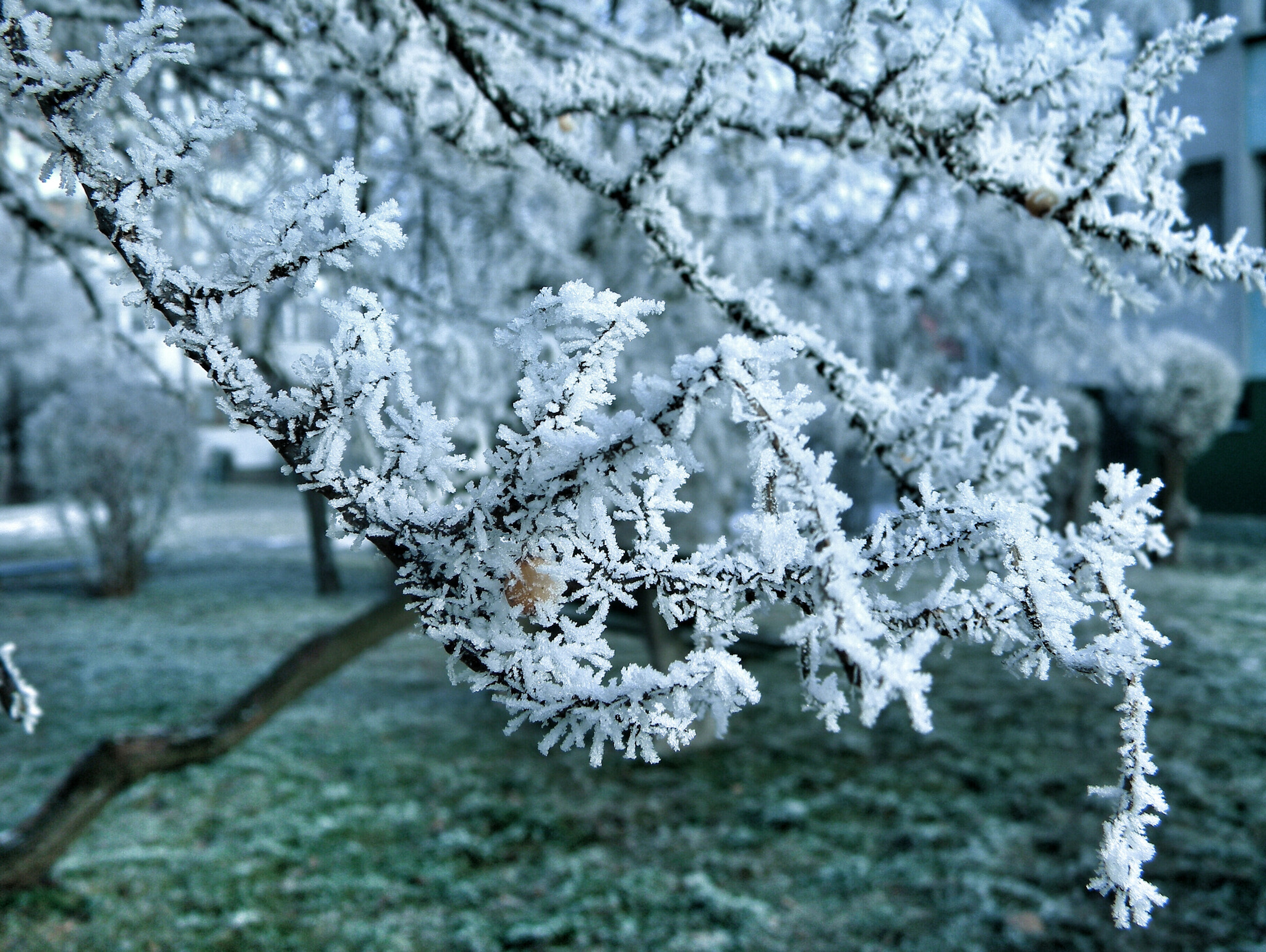 Nikon Coolpix L100 sample photo. Zima20 photography