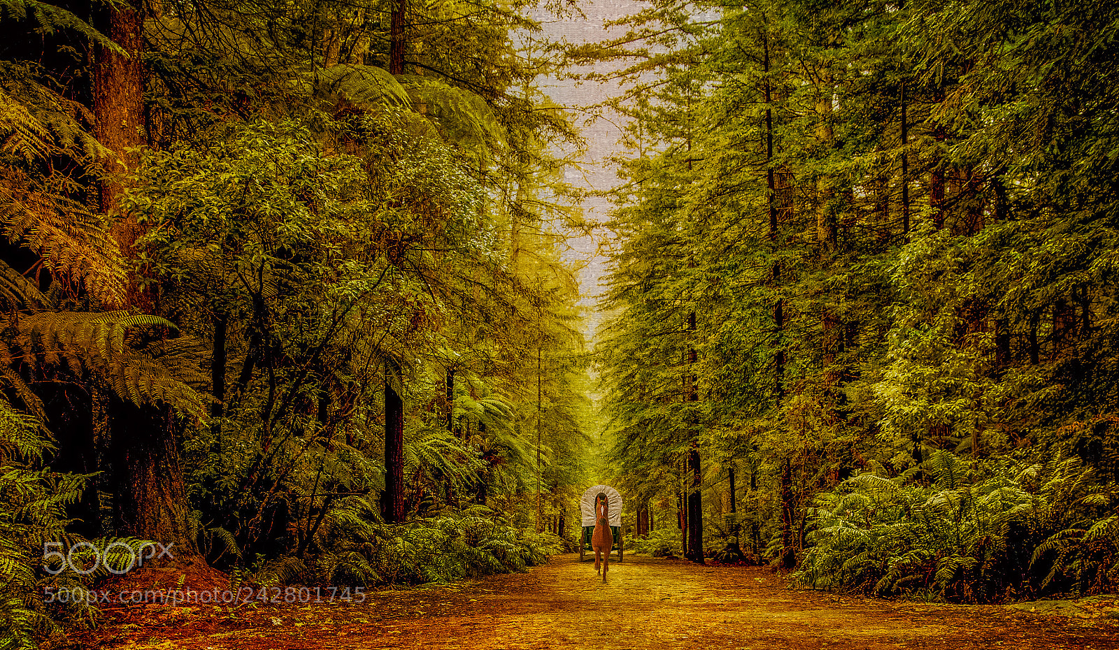 Nikon D600 sample photo. Deep in the forest photography