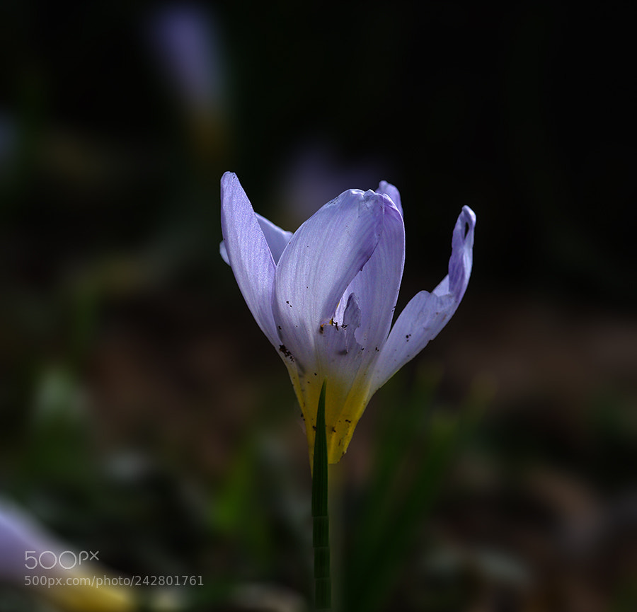 Pentax K20D sample photo. Flower photography