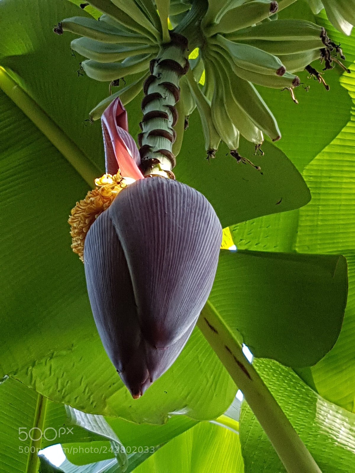 Samsung Galaxy S7 sample photo. Banan flower photography