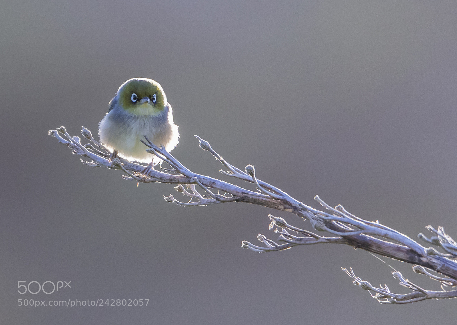 Canon EOS-1D X Mark II sample photo. Morning little cutie! photography