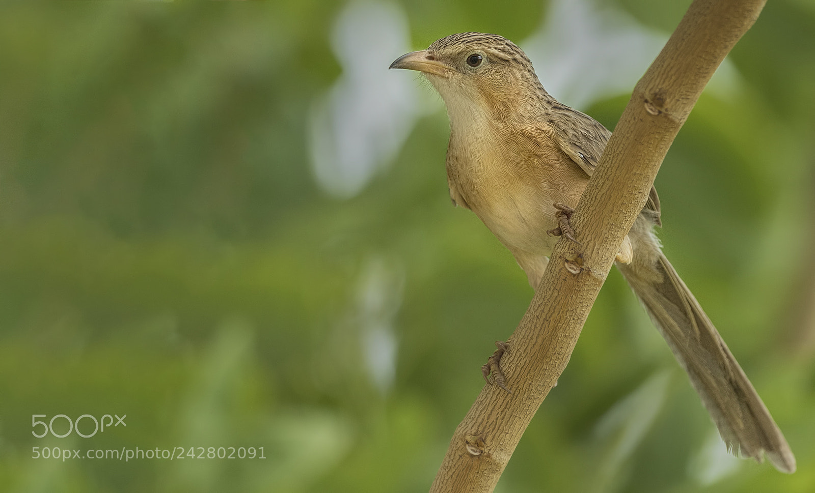Nikon D500 sample photo. Common babbler photography