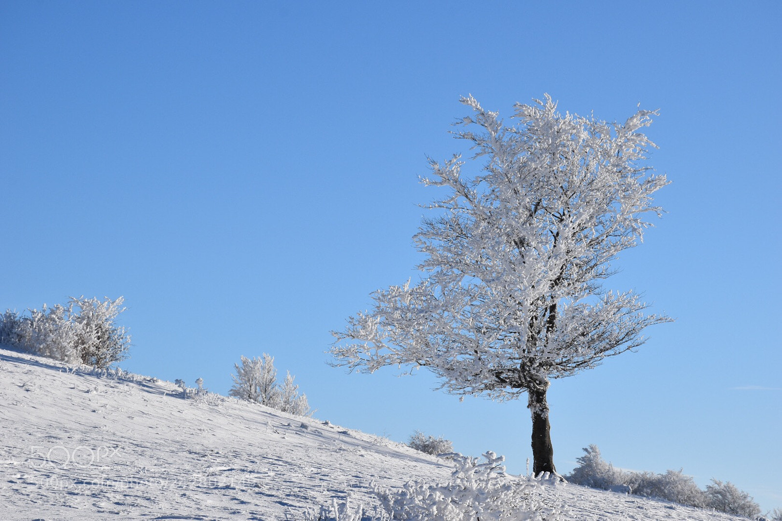 Nikon D5500 sample photo. Snow tree photography