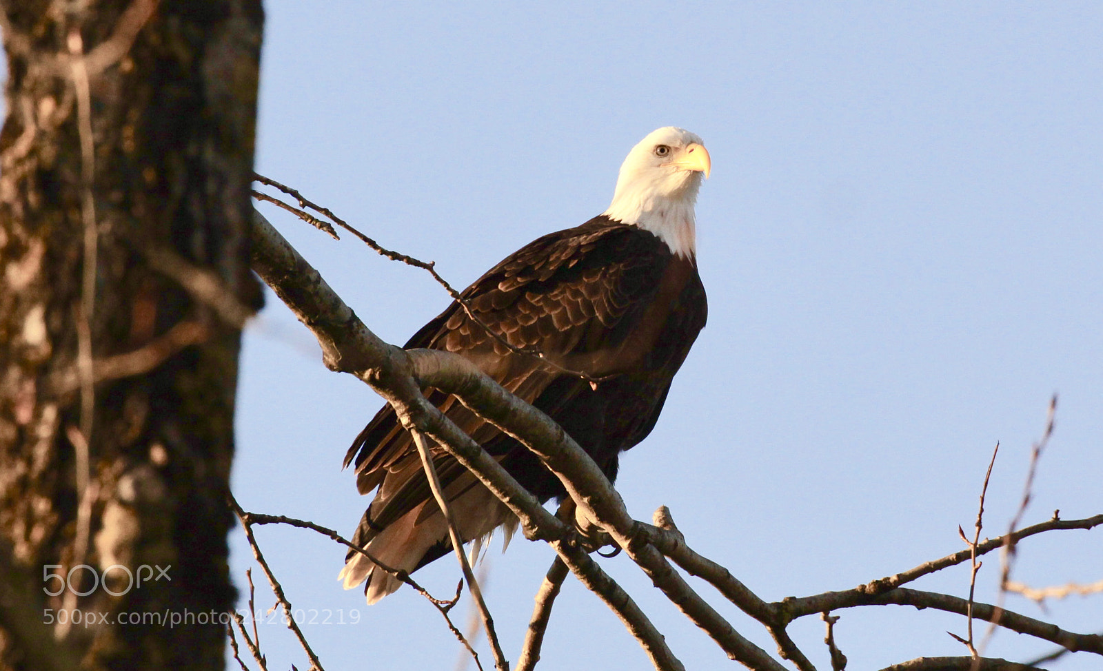 Canon EOS 50D sample photo. Looking for food. photography