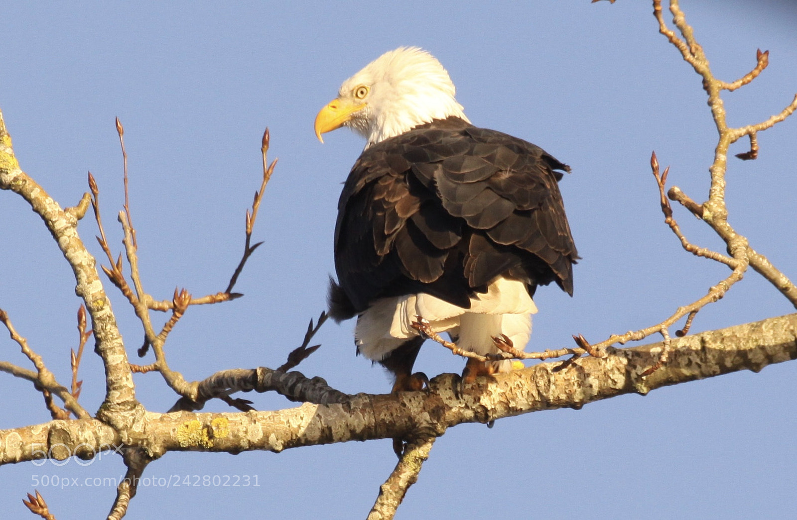 Canon EOS 50D sample photo. Keeping an eye out. photography