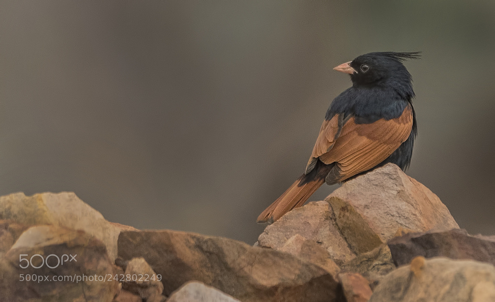 Nikon D500 sample photo. Crested bunting male photography