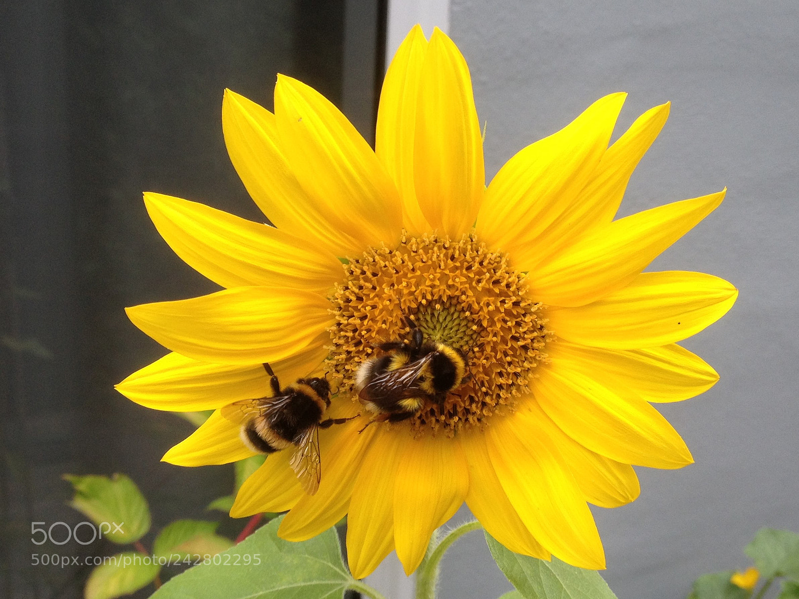 Apple iPhone 4S sample photo. Busy bees photography