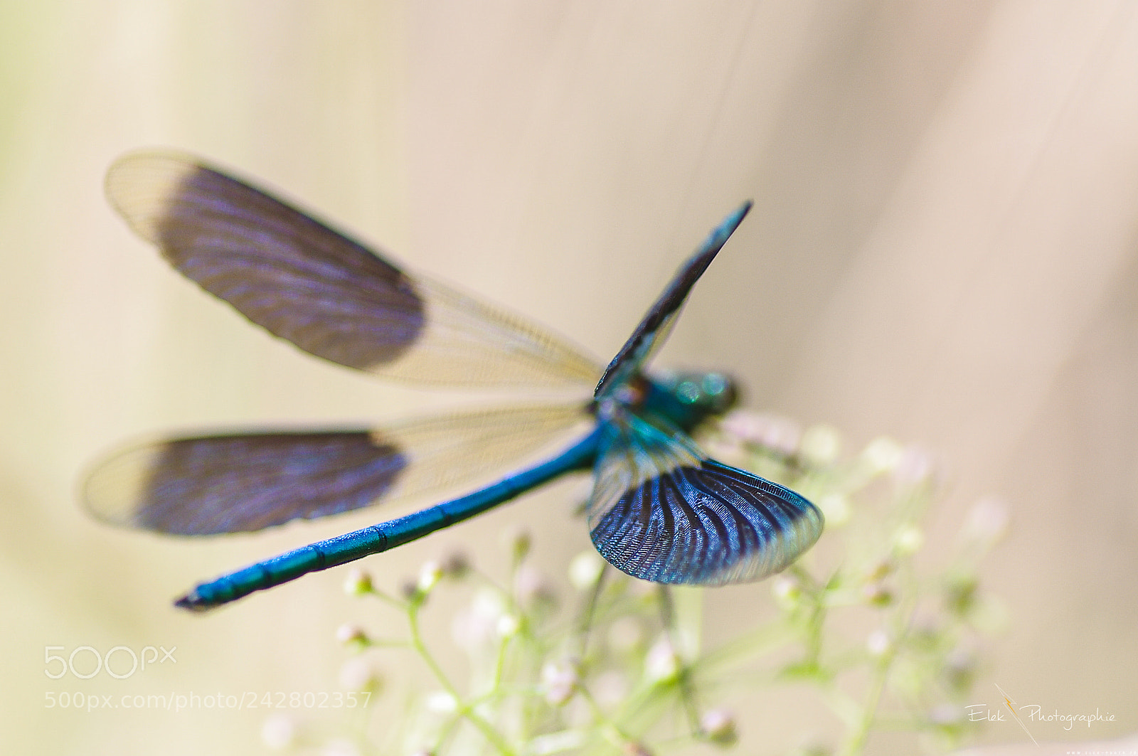 Pentax K-r sample photo. Dragonfly's wing photography