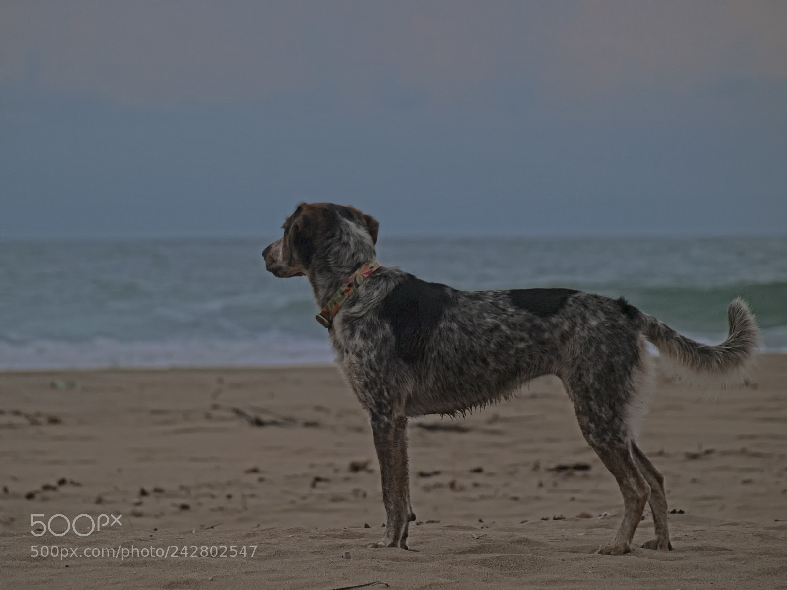 Olympus E-3 sample photo. Guarding the waves photography