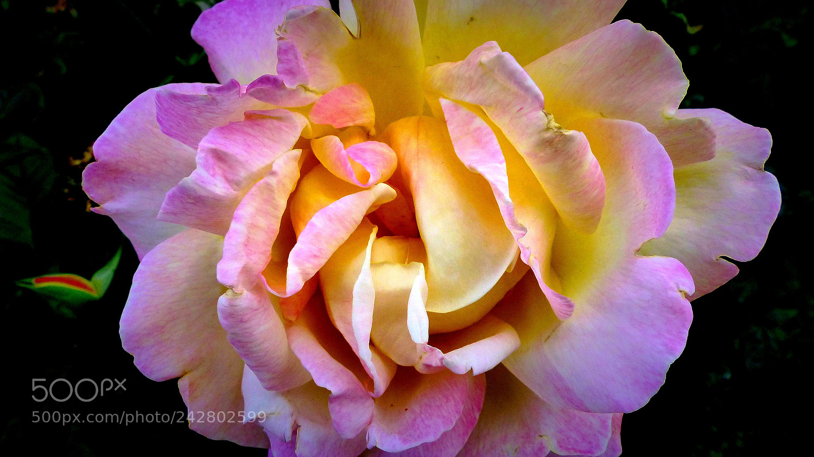 Panasonic Lumix DMC-FZ200 sample photo. Rose photography