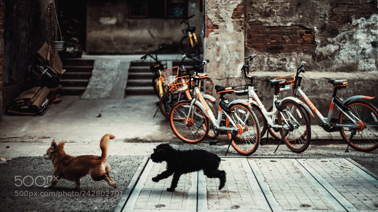 Sony a7 II sample photo. Dogs  photography