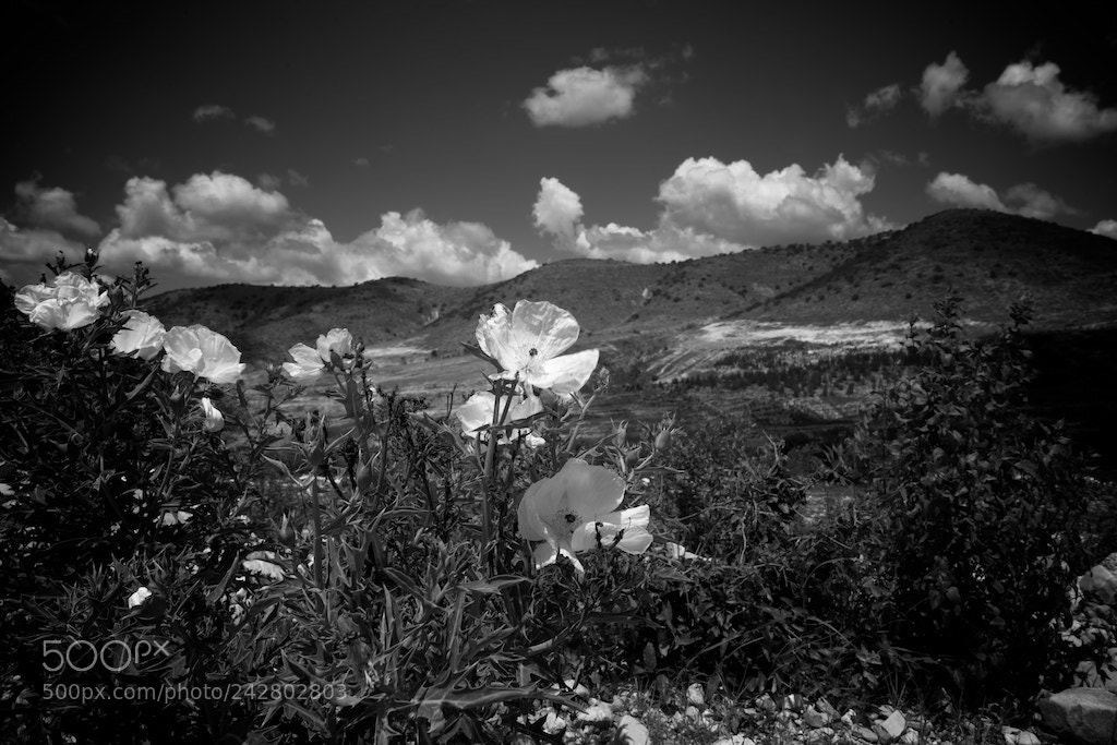 Sony Alpha DSLR-A900 sample photo. Flor de san juan photography