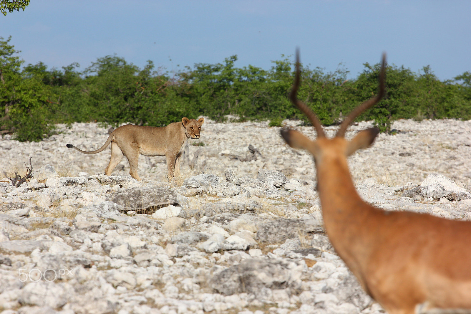 Canon EOS 550D (EOS Rebel T2i / EOS Kiss X4) sample photo. Namibian waterhole exchanging messages photography