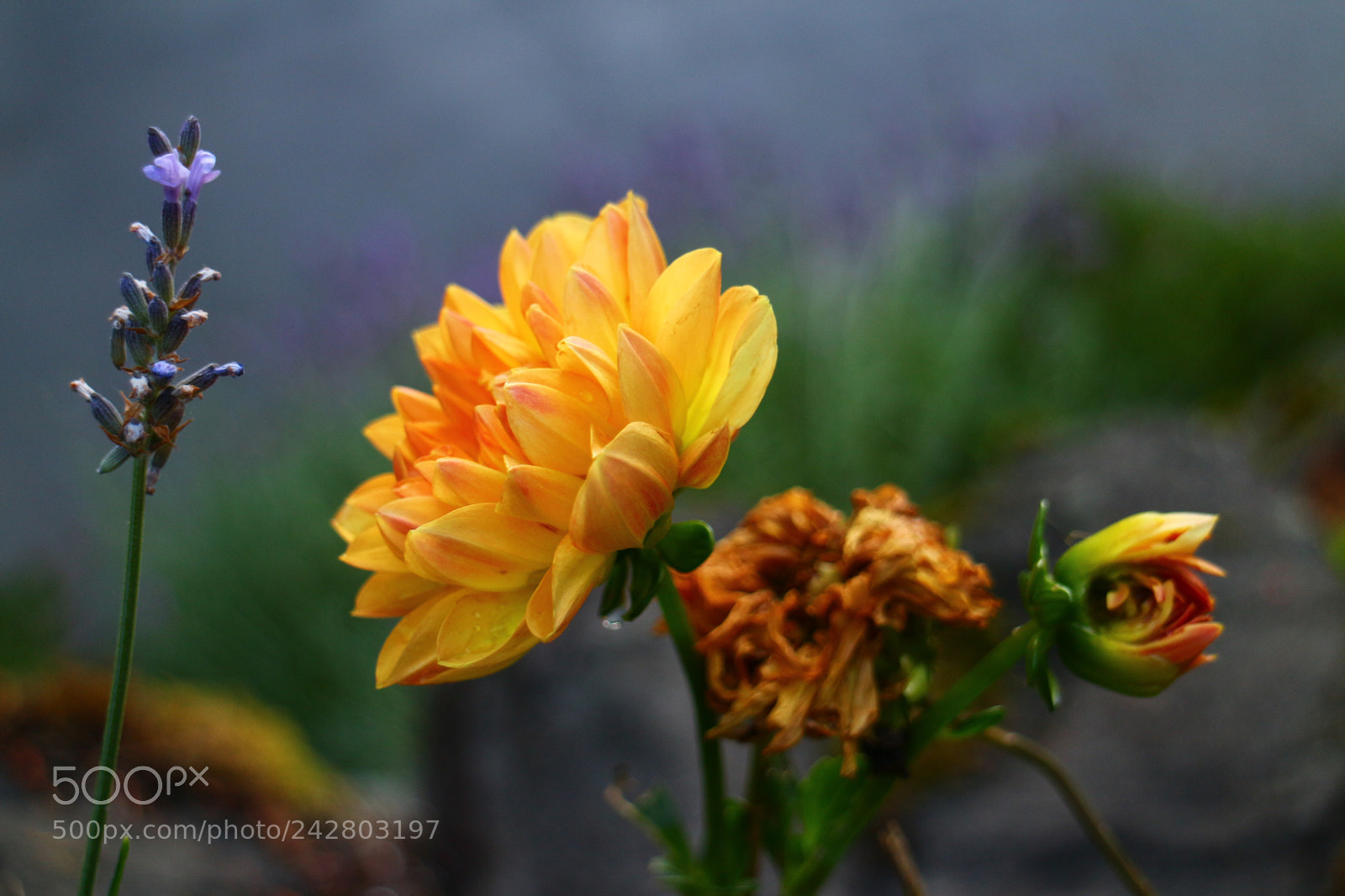 Canon EOS M sample photo. Img photography