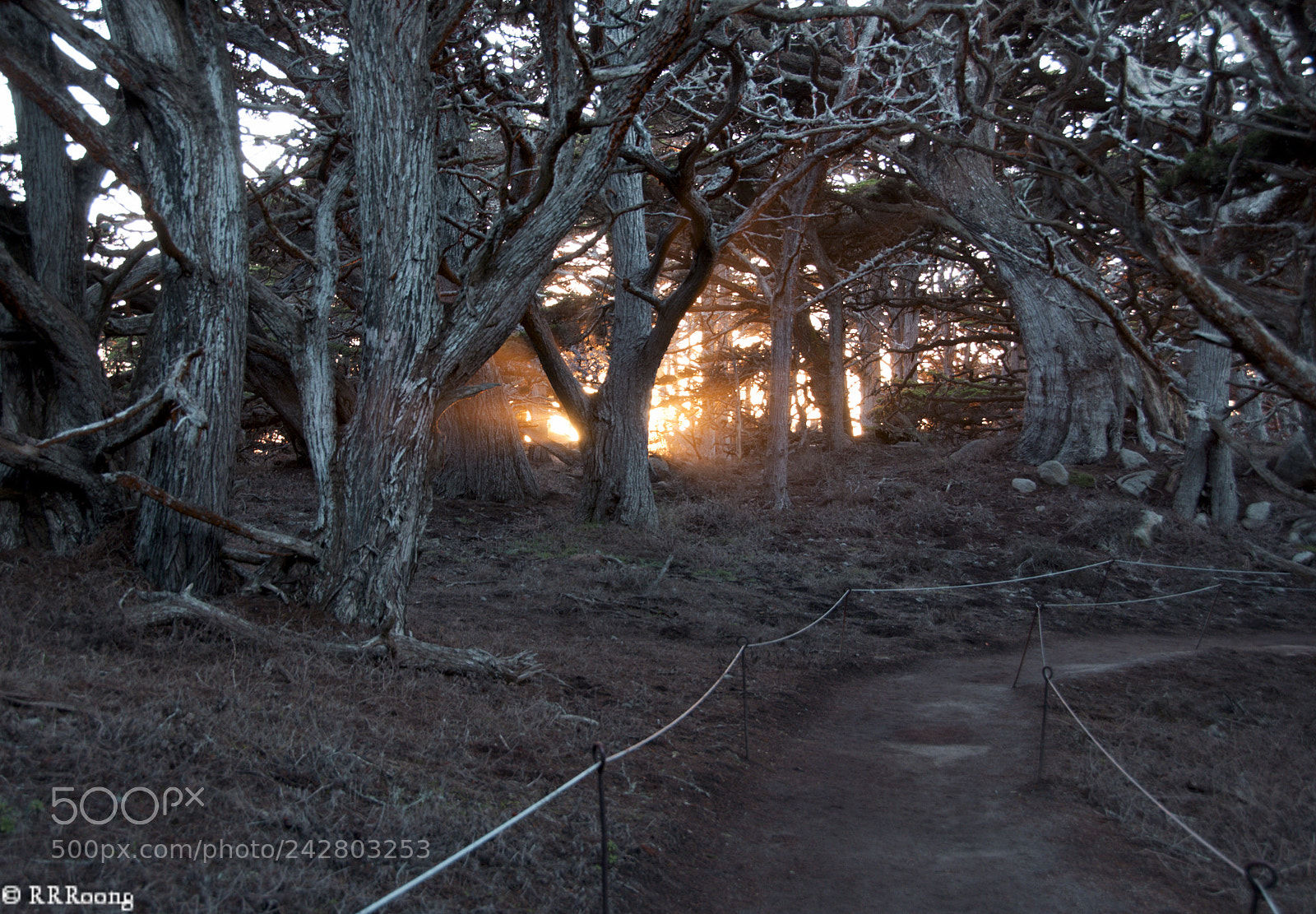 Nikon D90 sample photo. Into the winter woods~ photography