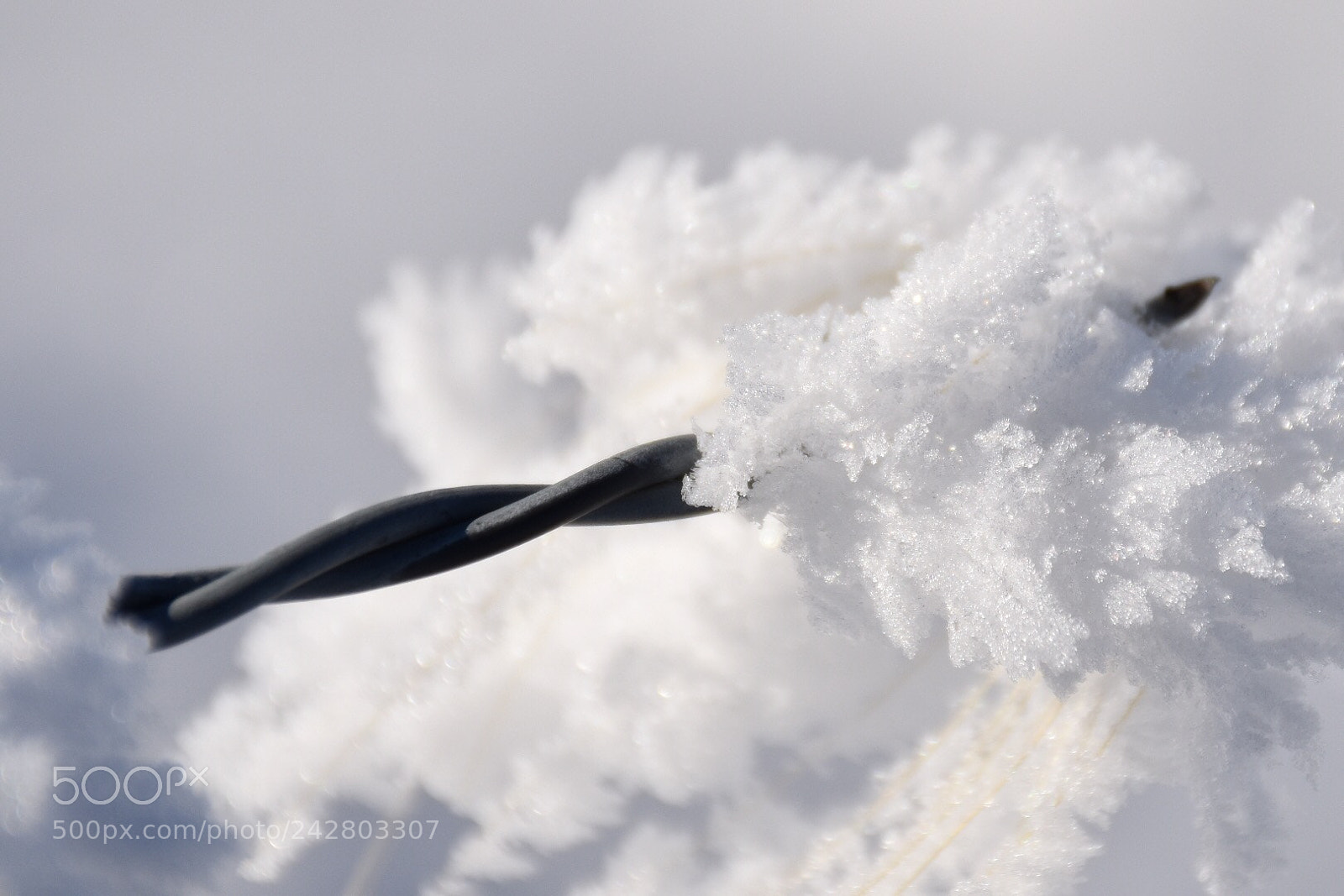 Nikon D5500 sample photo. Snow covering photography