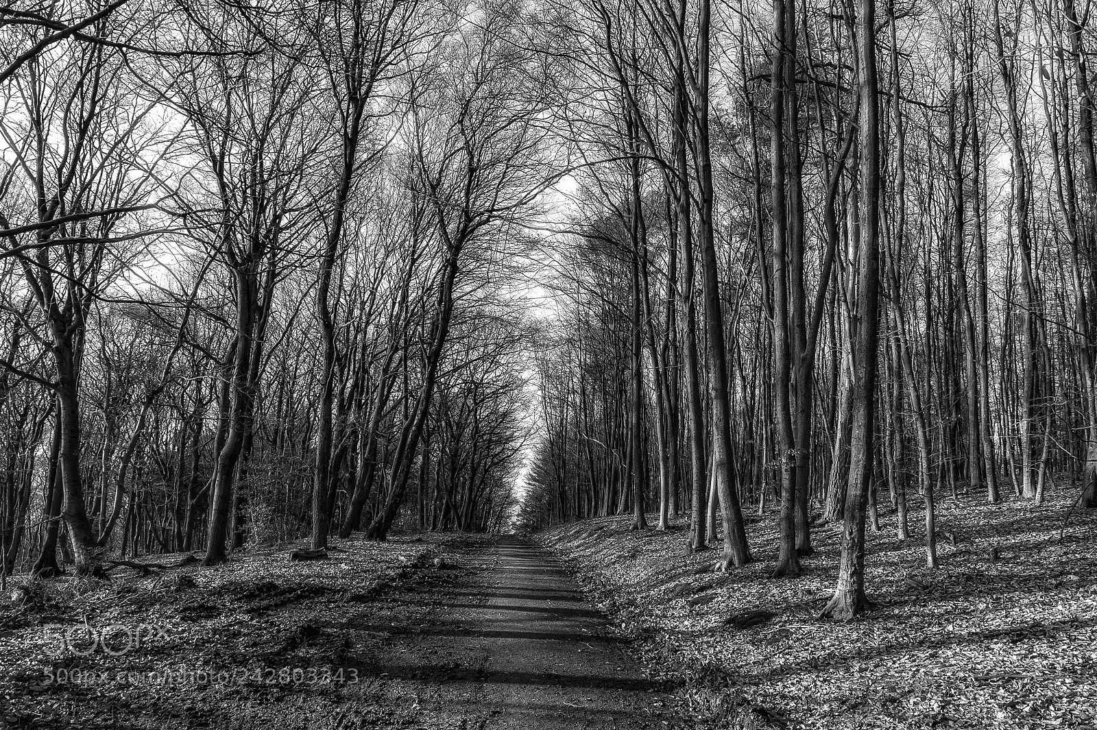 Nikon D700 sample photo. "winter forest" photography