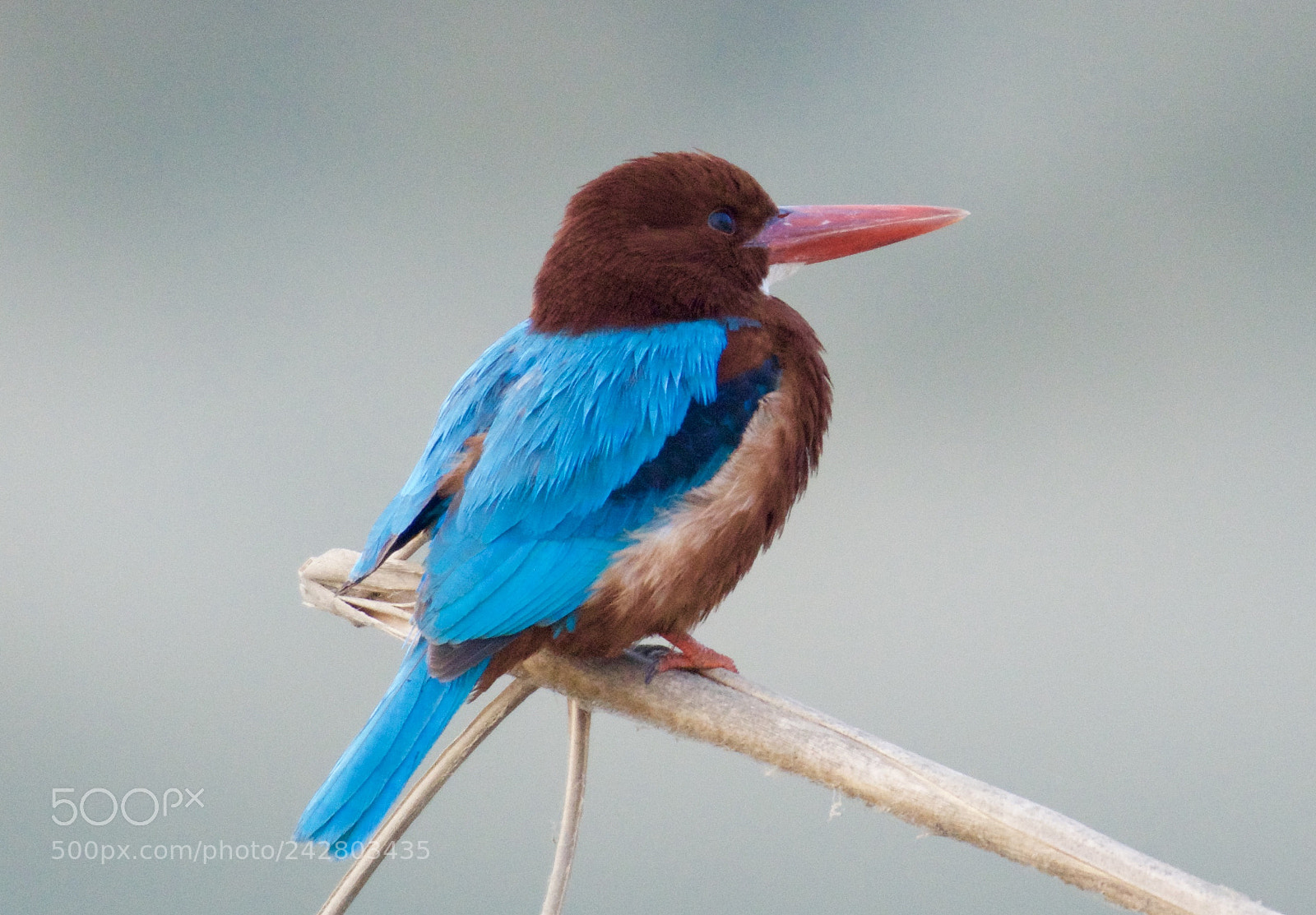 Nikon D500 sample photo. Perched photography