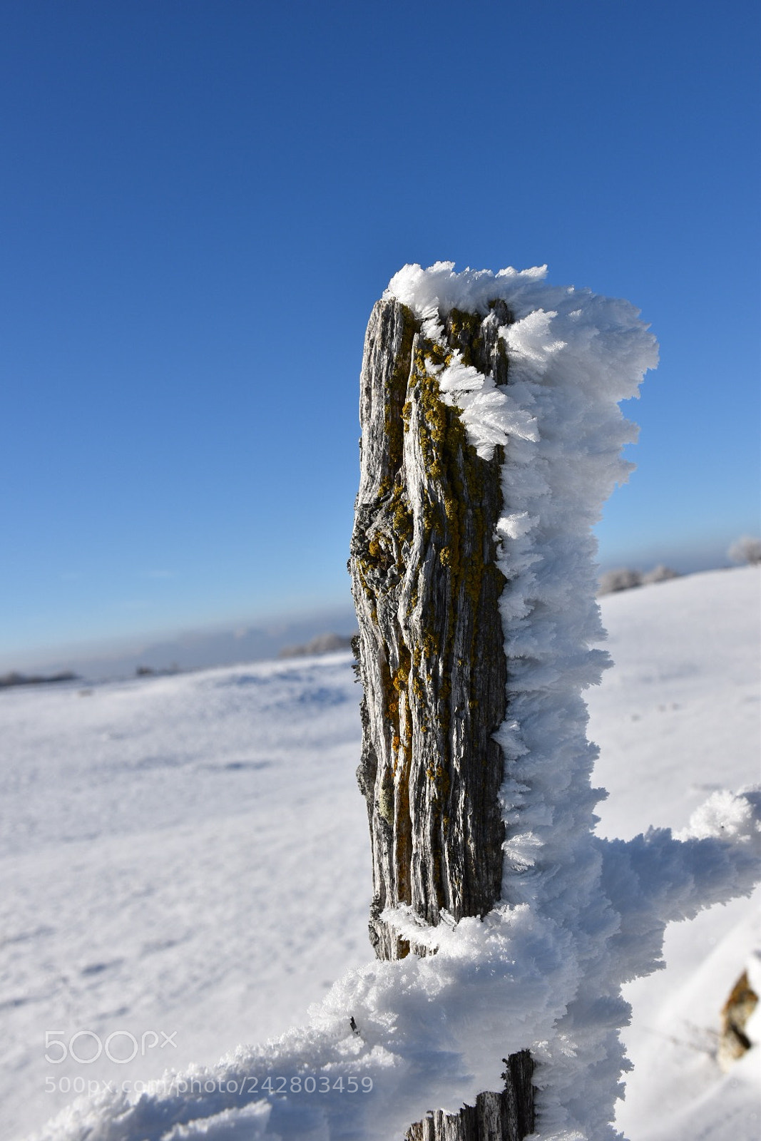 Nikon D5500 sample photo. Snow on fence photography