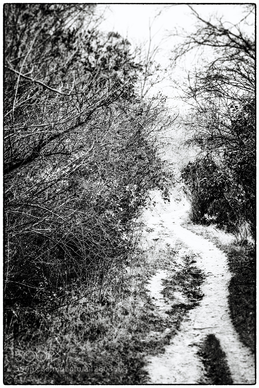 Nikon D7200 sample photo. Snake tongue way photography