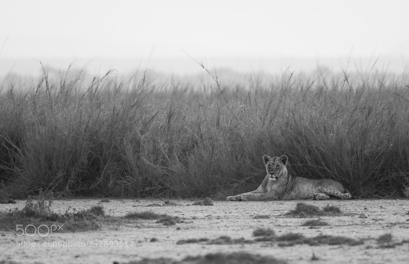 Sony a99 II sample photo. Lioness in black and photography
