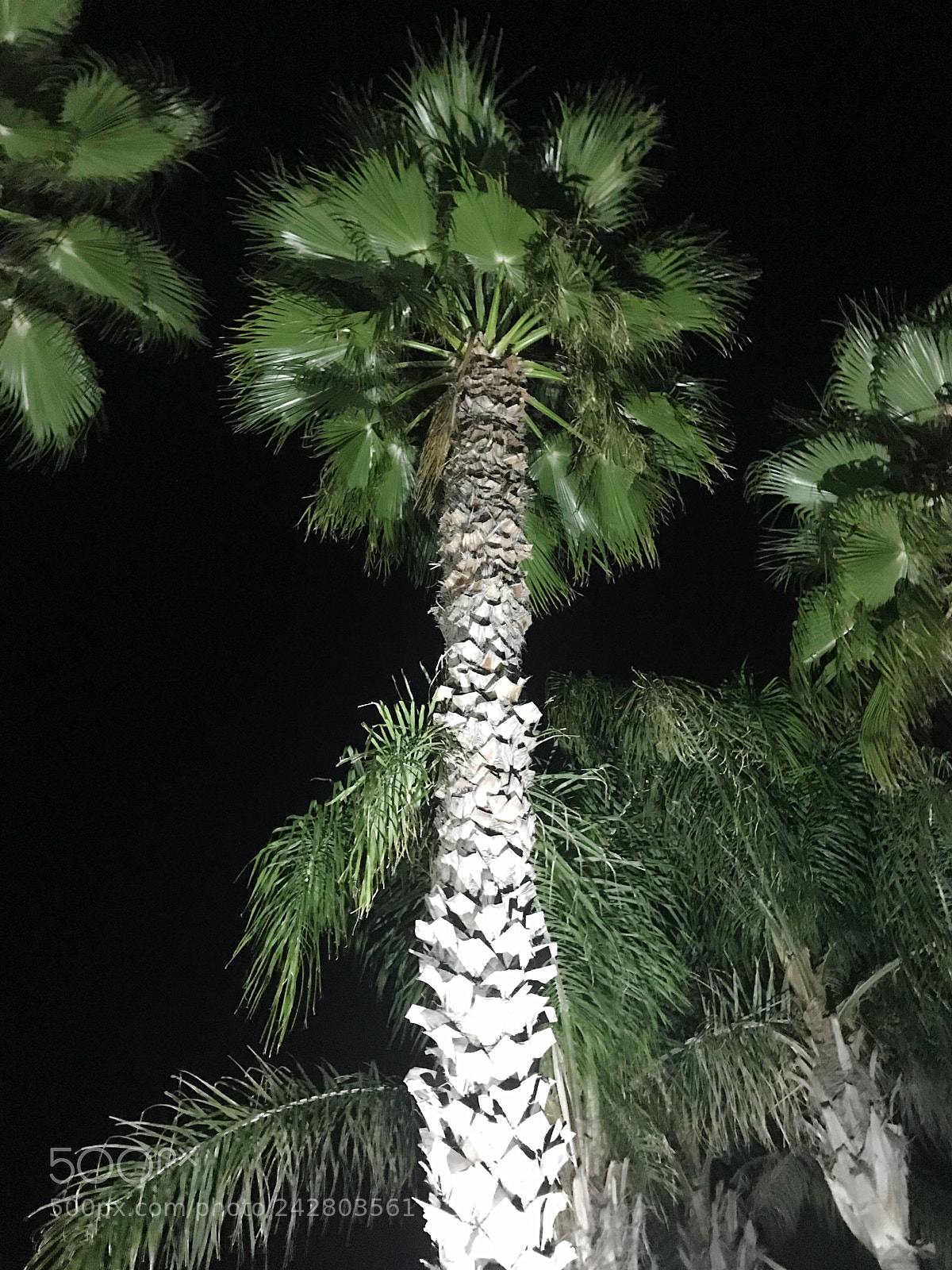 Apple iPhone 7 sample photo. One tree rising photography
