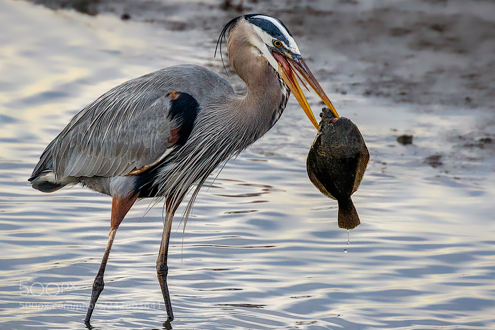 Canon EOS 7D Mark II sample photo. Big catch... now what? photography