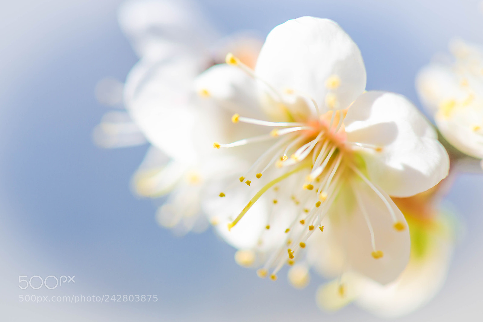 Nikon D600 sample photo. Dsc photography