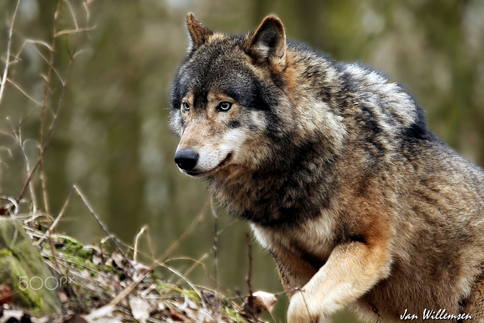 Canon EOS-1D Mark IV + Canon EF 100-400mm F4.5-5.6L IS USM sample photo. European wolf photography