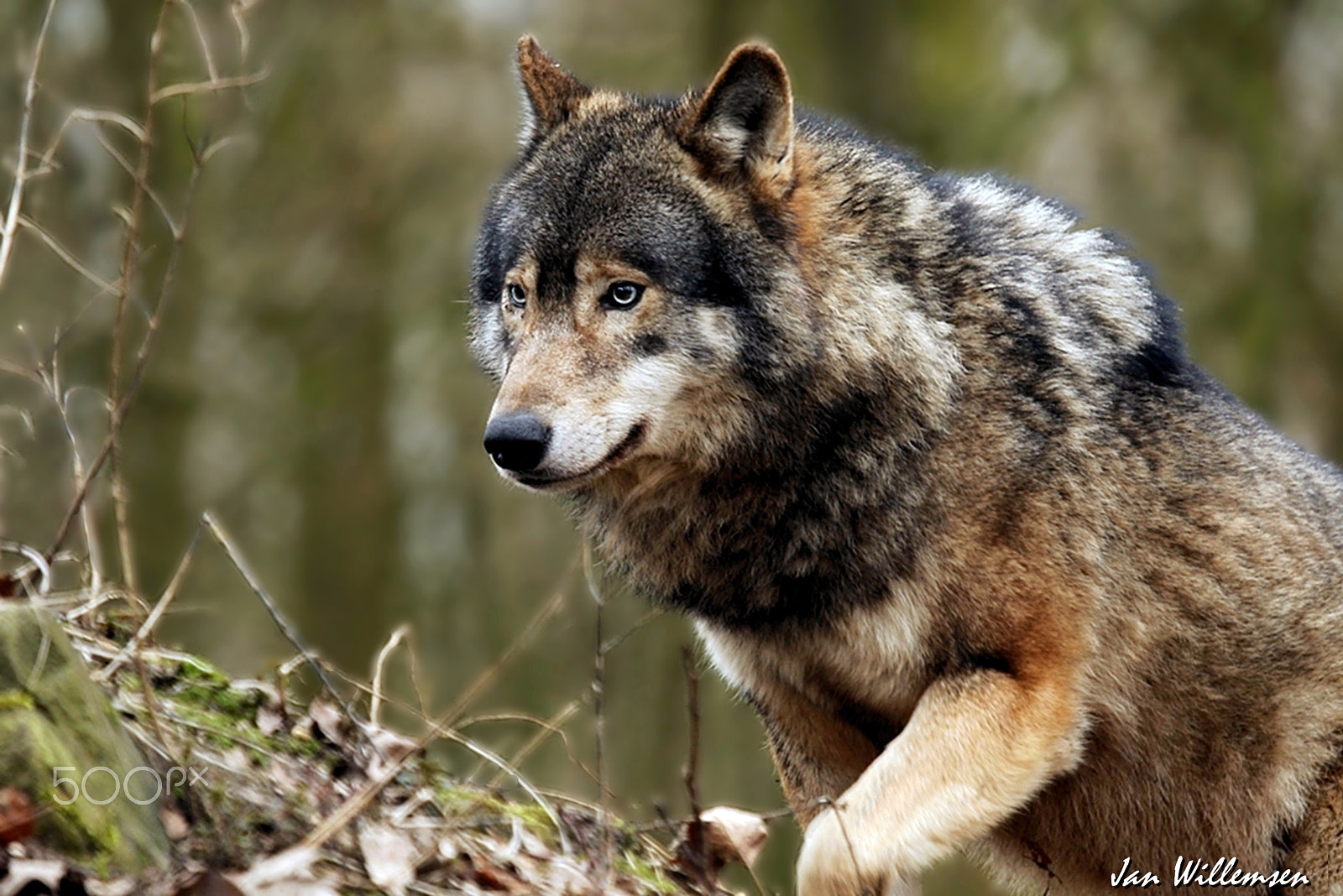 Canon EF 100-400mm F4.5-5.6L IS USM sample photo. European wolf photography