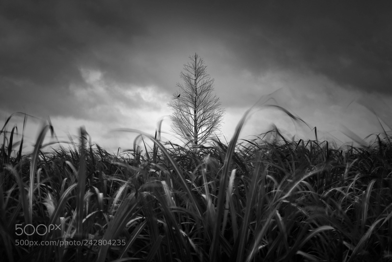 Sony a7R sample photo. Loner photography