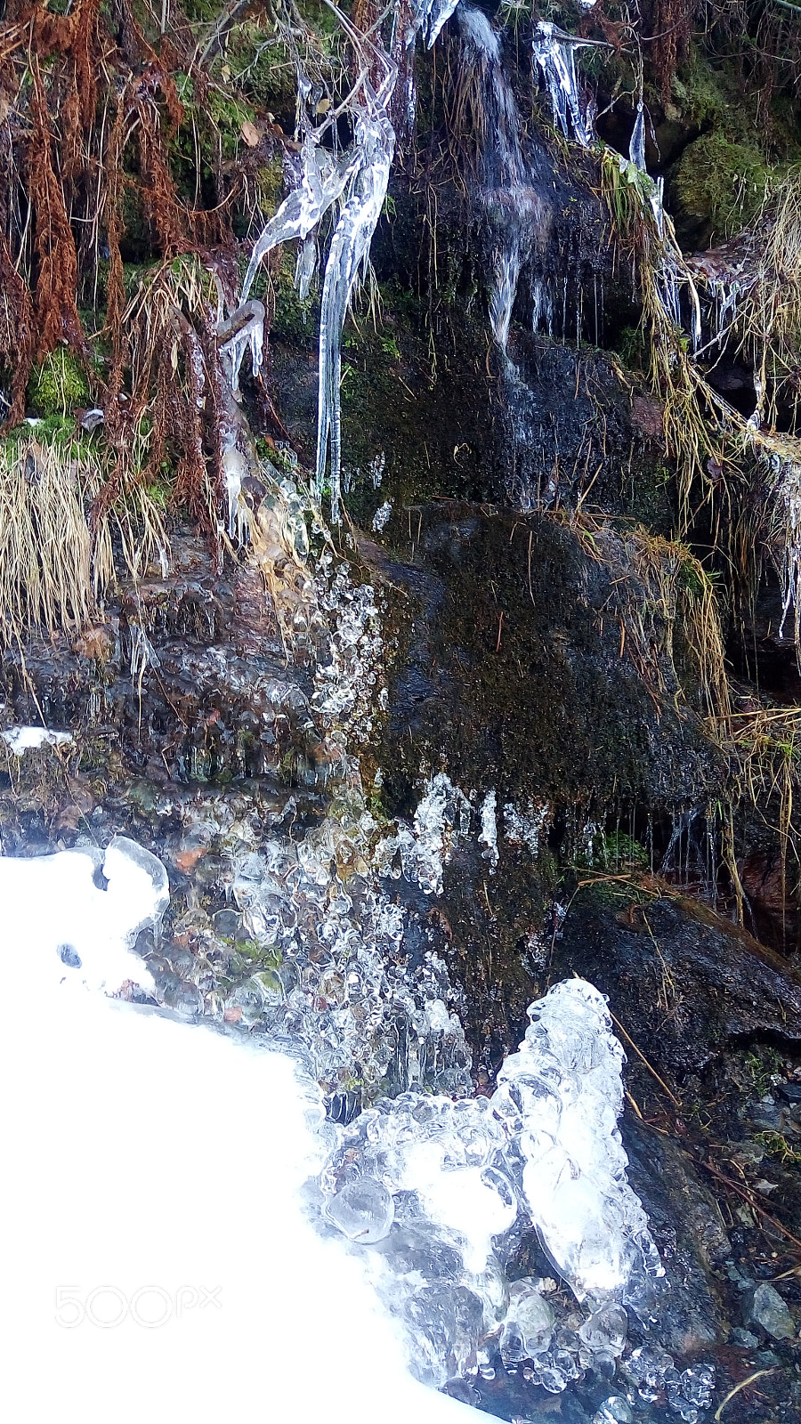 ASUS ZenFone 3 Max (ZC520TL) sample photo. Ice poodle photography
