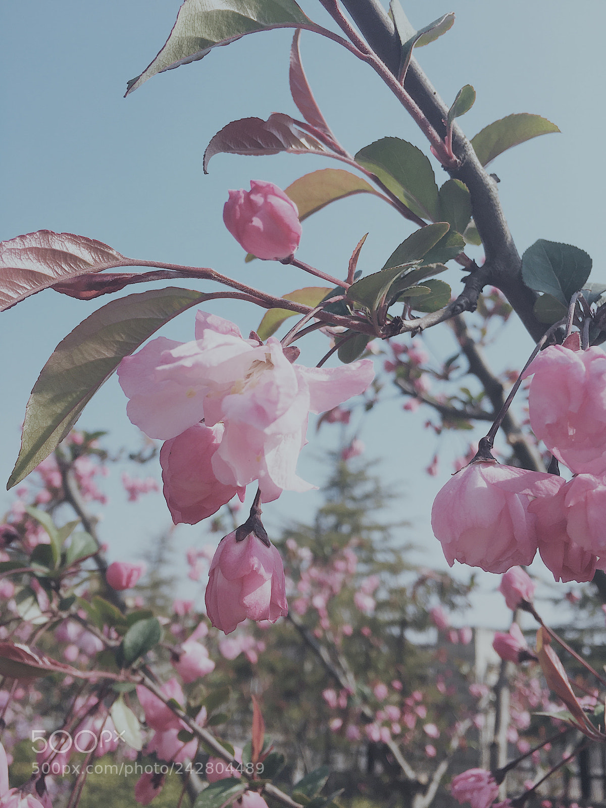 Apple iPhone 6s Plus sample photo. Untitled photography