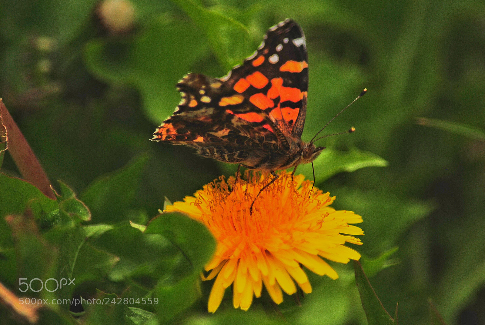 Nikon D3000 sample photo. Butterfly photography