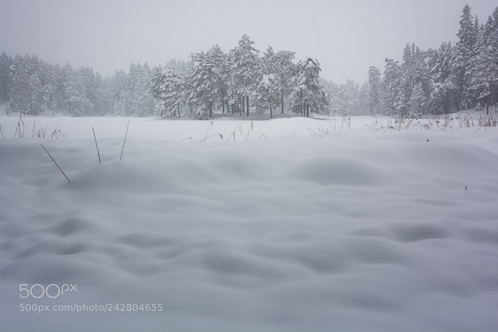 Nikon D7100 sample photo. Winter mood photography