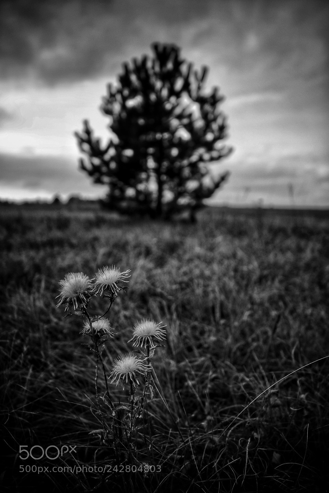 Canon EOS 760D (EOS Rebel T6s / EOS 8000D) sample photo. Dark photography