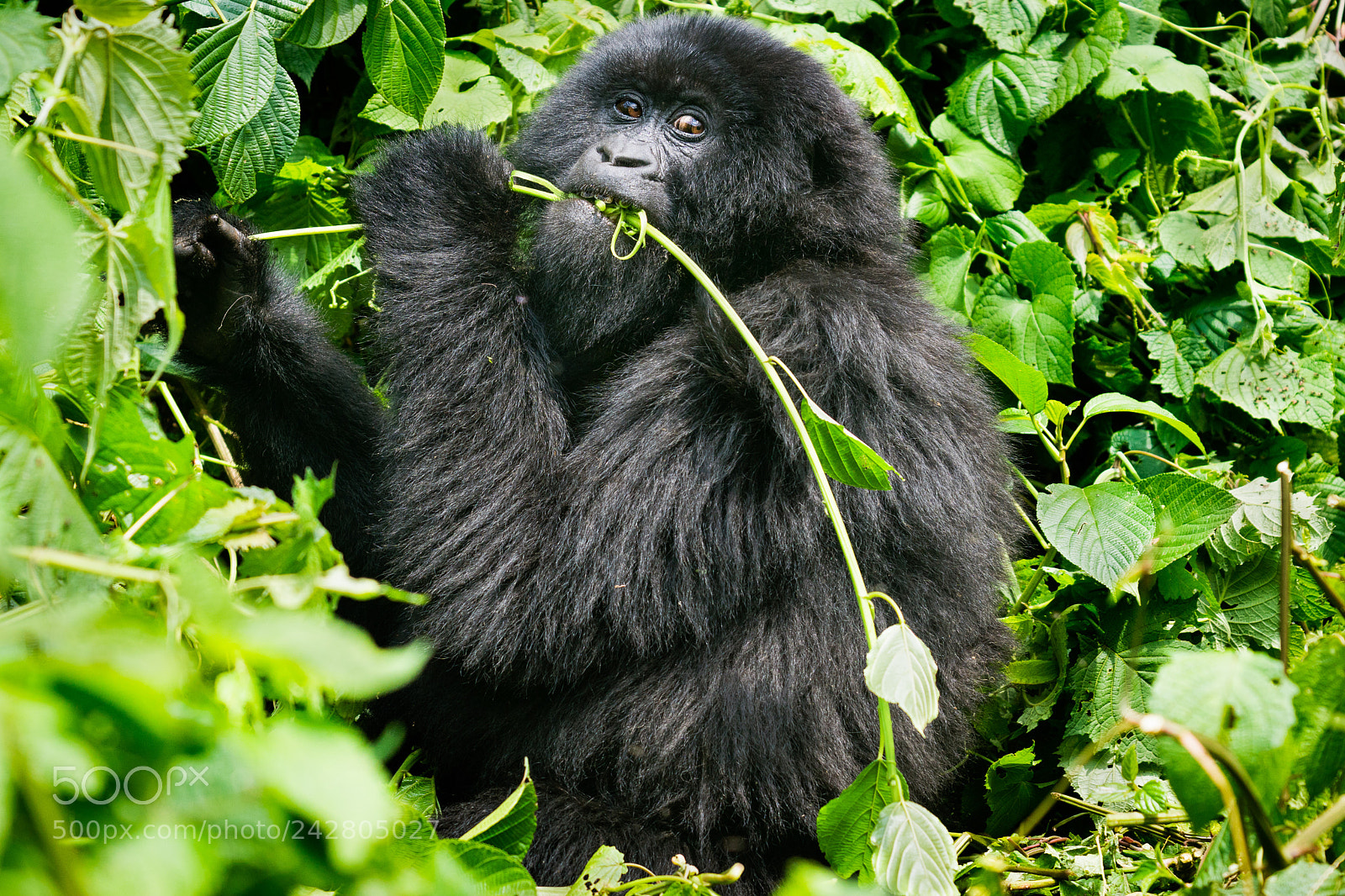 Sony ILCA-77M2 sample photo. Gorilla female photography