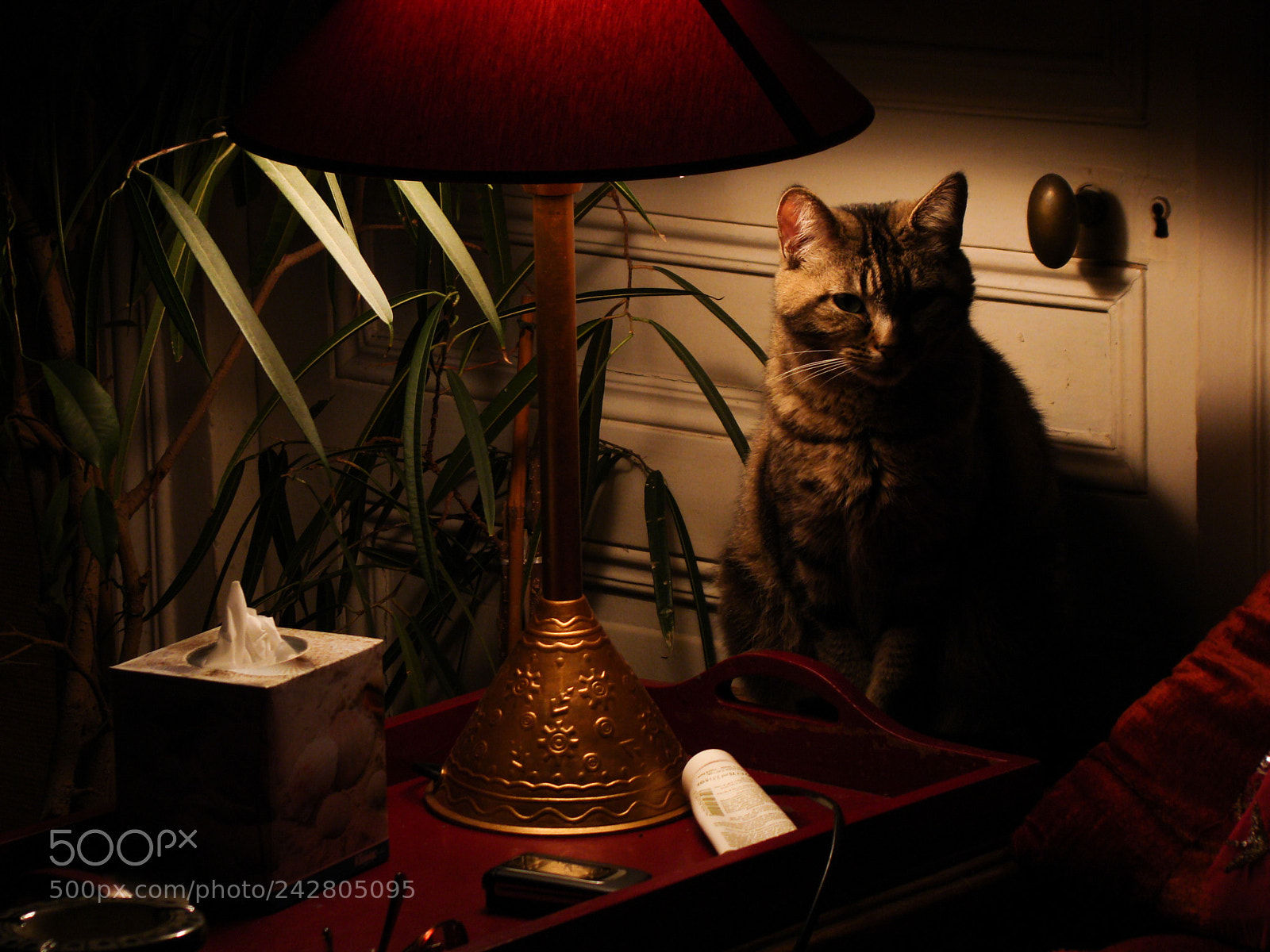 Sony DSC-H9 sample photo. Cat under the red photography