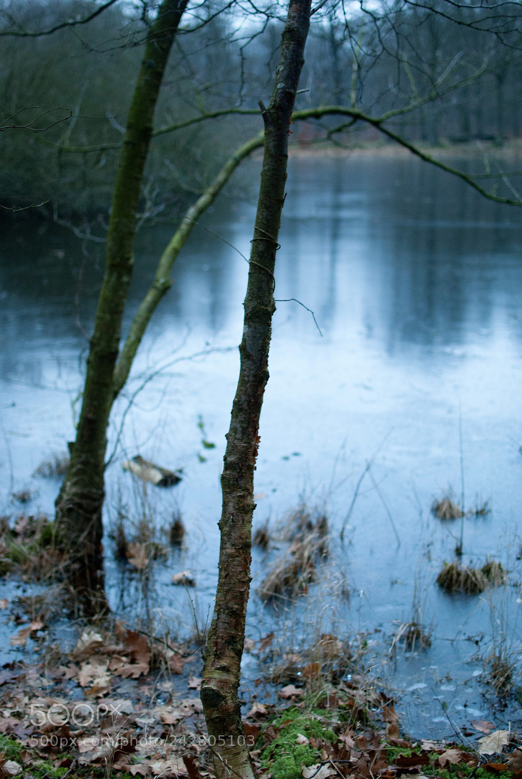 Nikon D3000 sample photo. Winter... photography